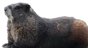 A marmot lying in the grass